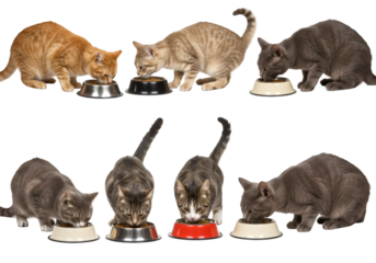 Isolated Image Of Group Of Cats Eating Food From Bowls On Transparent
