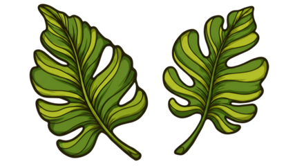 Illustration of Green Monstera Leaves Tropical Foliage on Transparent Base