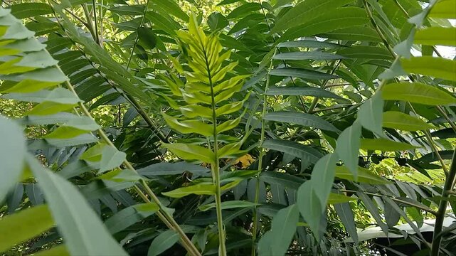 Close-up of lush green compound leaves of a young tree or shrub in a summer garden. The dense foliage creates a natural, vibrant texture, evoking the fullness of the growing season
