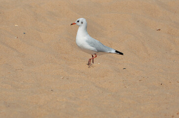 One wild medium-sized seagull with white and gray feathers walks on the yellow sand along seacoast. Birds wildlife, fauna, nature,seashore  protection.