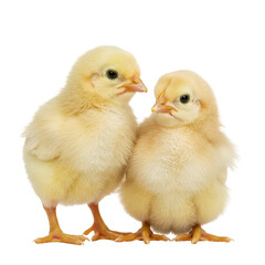 Fototapeta premium Illustration Two Yellow Chicks Animal Poultry Isolated on Background