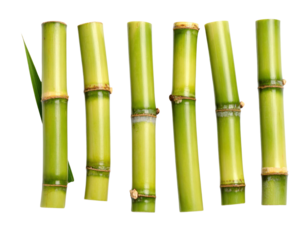 Fresh green bamboo stalks with natural nodes and leaf arranged in row showing organic texture