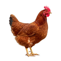 Fototapeta premium Isolated Brown Chicken Poultry Farm Animal Image Transparent PNG