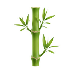 Obraz premium Isolated Bamboo Stalks With Green Leafs On Transparent Background Illustration