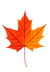 Fototapeta premium Isolated Maple Leaf with Autumn Colors on Transparent Background