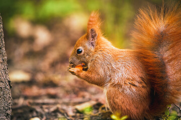 Squirrel eating in close-up. Holding food with paws