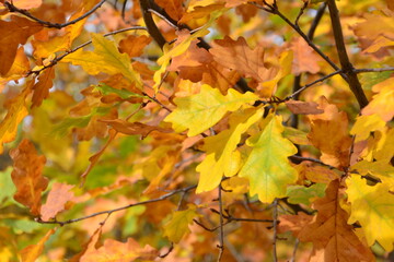 Autumn Oak Leaves in Sunlight on the tree close up