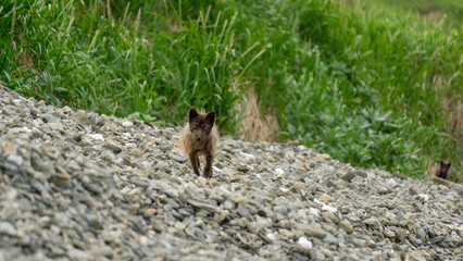 Small wild animal with brown fur walking along a rocky shoreline, surrounded by lush green grass, showcasing its natural habitat and behavior in the wild