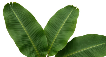 Three large green banana leaves with visible veins isolated on transparent background