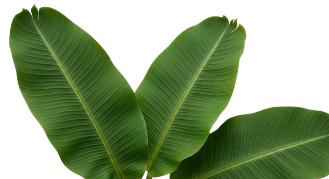Three large green banana leaves with visible veins isolated on transparent background
