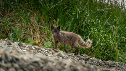 Wild fox walking along rocky shoreline, surrounded by lush green grass, showcasing natural habitat and wildlife in a serene outdoor environment