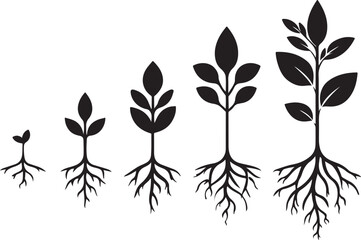 Plant growth stages roots leaves seedling sprout