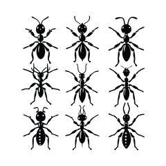 Black Ant Silhouette Vector Set – Insect Clipart Collection Featuring Unique Ant Poses and Designs for Nature, Science, and Graphic Use