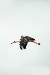 Portrait of a flying stork with a white background 