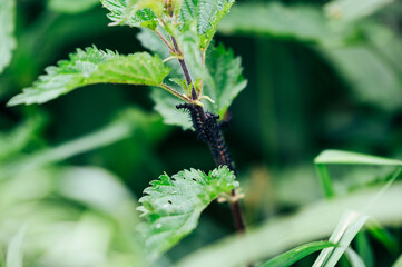 A lot of black caterpillar are sitting on the stem