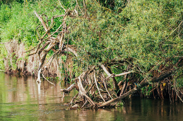 River and lot of branches and small kingfisher on the right side