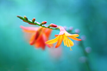 美しい背景とヒメヒオウギズイセン