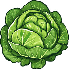 Vibrant, fresh head of cabbage with tightly packed green leaves. Healthy eating.