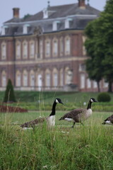 Geese in  the park