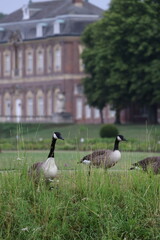 Geese in  the castle park