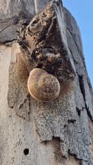 ślimak skorupa na wyschniętym drzewie konarze © Miroslaw