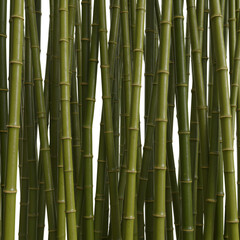 Fototapeta premium Isolated Green Bamboo Stems Seamless Pattern Nature Texture Transparent PNG