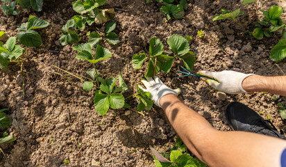 Loosening the soil under plants with a rake. Weeding the soil and caring for the land. Gardening...