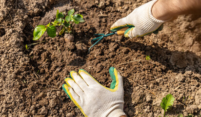 Loosening the soil under plants with a rake. Weeding the soil and caring for the land. Gardening...