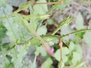 Various green trees in the village. Lush rural landscape with diverse tree types