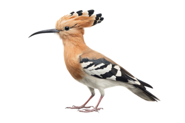 Eurasian Hoopoe: A striking bird