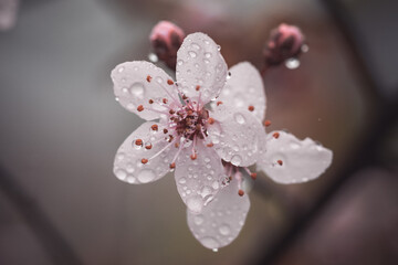Kirschblüte