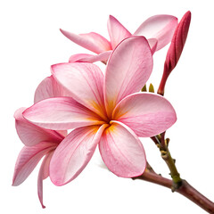 Fototapeta premium Close up of pink plumeria flowers with yellow centers on a branch isolated on a transparent background