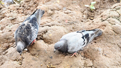 Fototapeta premium Beautiful Gray pigeon on the ground