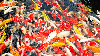 Fototapeta premium Royal carp in the pond, Colorful decorative fishes