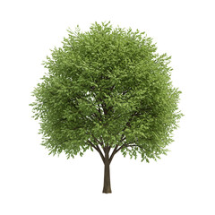 Isolated Green Tree Abundant Foliage Nature Plant Transparent Background