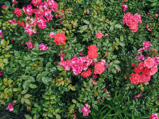 Fresh natural pink roses with raindrops bloom in the garden. Gardening concept.
