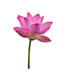 Fototapeta premium Pink Lotus Flower: Stunning Blossom on Black Background