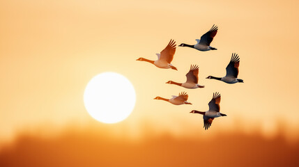 Fototapeta premium Overhead shot of a flock of geese flying in a V-formation during migration with a golden sunset in the background.