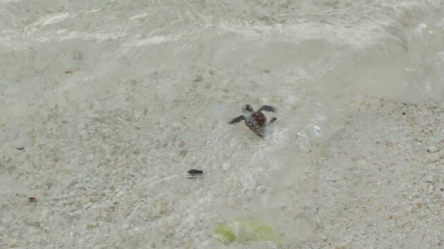 Baby sea turtle hatchling runs across the sand toward the ocean and swims in water after release from nest