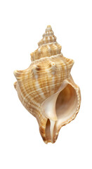 Isolated Seashell Conch Spiral Marine Animal On Transparent Background