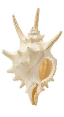 Obraz premium Isolated Seashell Murex Transparent Background with Shell Beach Holiday