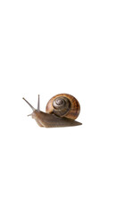 Isolated Snail With Brown Shell Crawling in Transparent Background