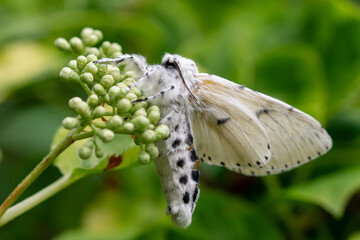 Wei&szlig;er Gabelschwanz Nachtfalter