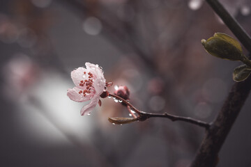 Kirschblüte