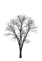 Obraz premium Illustration of Isolated Bare Tree Silhouette With Transparent Background