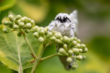 Wei&szlig;er Gabelschwanz Nachtfalter