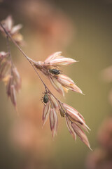 Blattl&auml;use im Gras