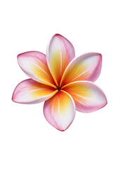 Fototapeta premium Illustration of Isolated Pink Plumeria Flower Bloom with Transparent BG