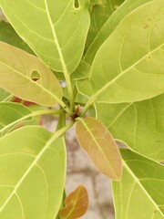 Detailed view of lush green leaves showcasing intricate textures and vibrant foliage in daylight.