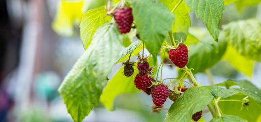 Close-up of a raspberry plant with ripe and unripe berries. Raspberries begin to redden as they...